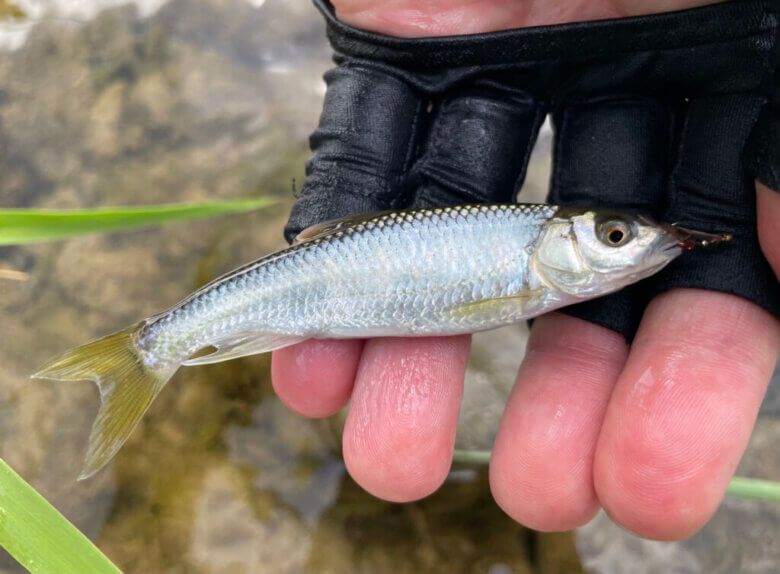 毛ばりを使った川釣りに挑戦してみよう オイカワ ハヤ類を流し毛ばりで狙う まるなか大衆鮮魚