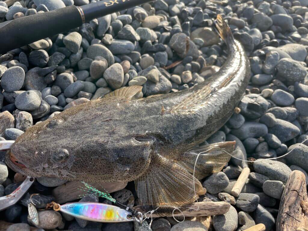 9月の静岡サーフヒラメ釣行 ヒラメ マゴチ連発 まるなか大衆鮮魚