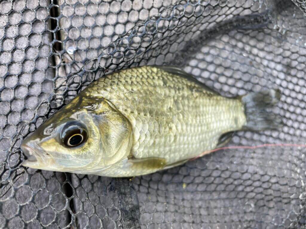 9月の静岡川釣り釣行 小鮒狙いの五目釣りを楽しむ まるなか大衆鮮魚