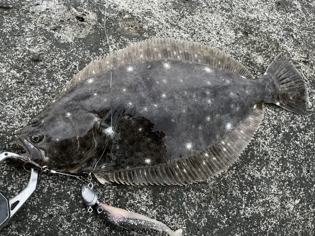 秋のヒラメ釣行 根回りを狙ってヒラメ マゴチなど五目釣り まるなか大衆鮮魚