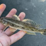 浜名湖・新川ハゼ釣り釣行 20cmに迫る良型の釣果アリ！