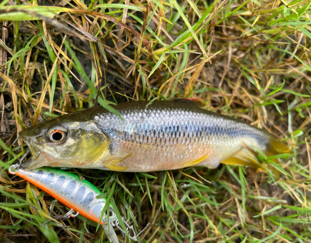 カワムツ ハヤ をルアーで釣る タックル選び 釣り方の基本を徹底解説 まるなか大衆鮮魚