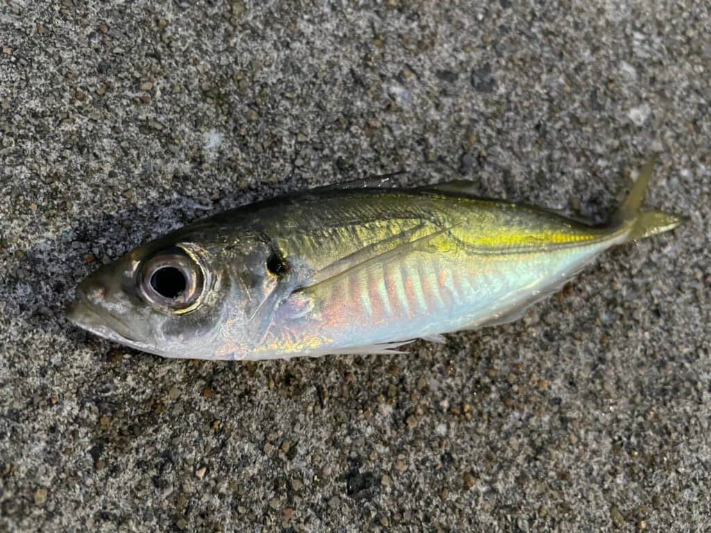 釣りの旅8日目の釣行 午後の堤防で爆釣モード まるなか大衆鮮魚