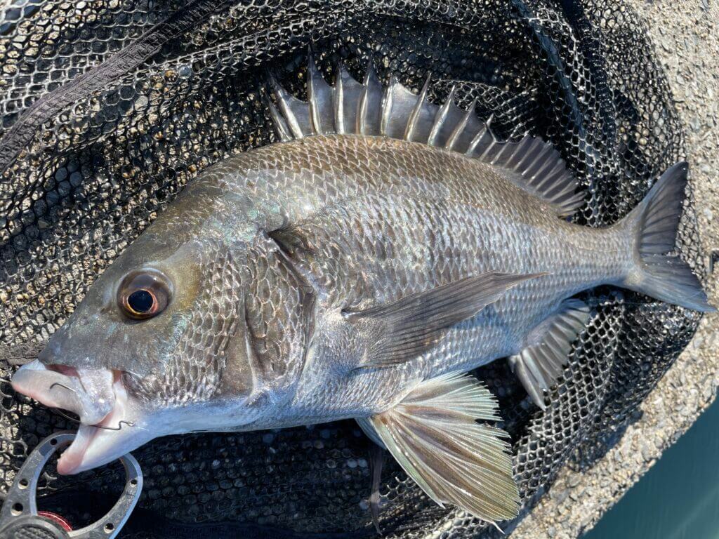 全てのアイテム チヌ バス ワーム カサゴ シーバス ネコリグ クロダイ 根魚 ガシラ ショートテール グリーン