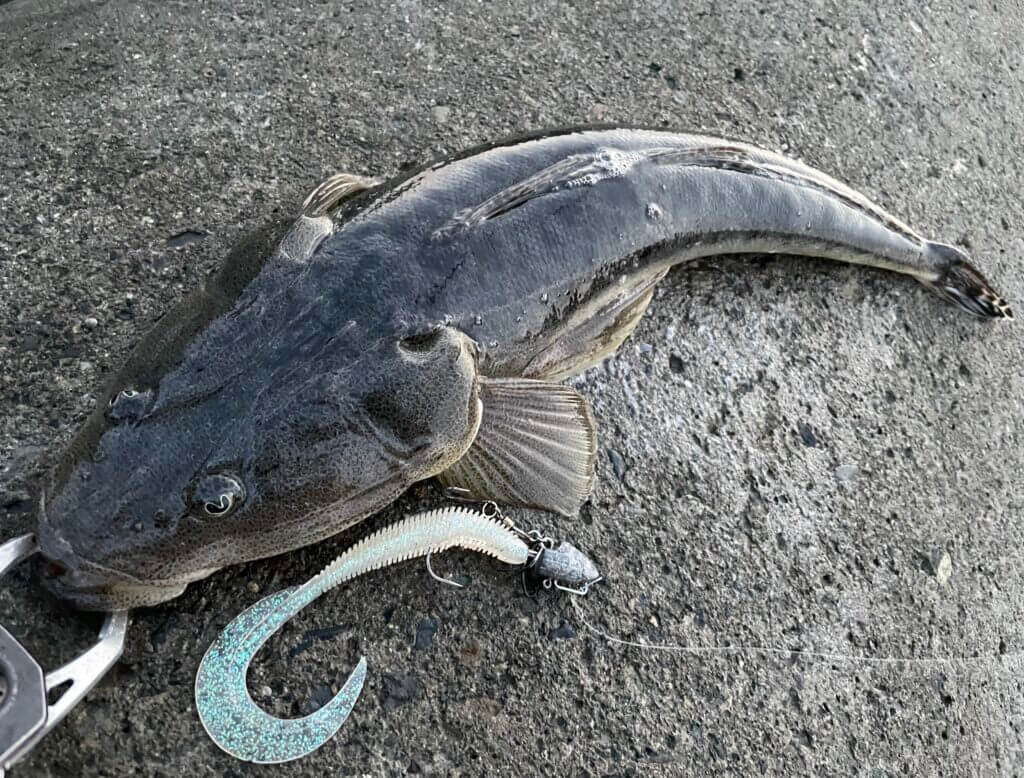【9月・10月・11月】秋のマゴチ釣りの狙い方のコツ徹底解説! | まるなか大衆鮮魚