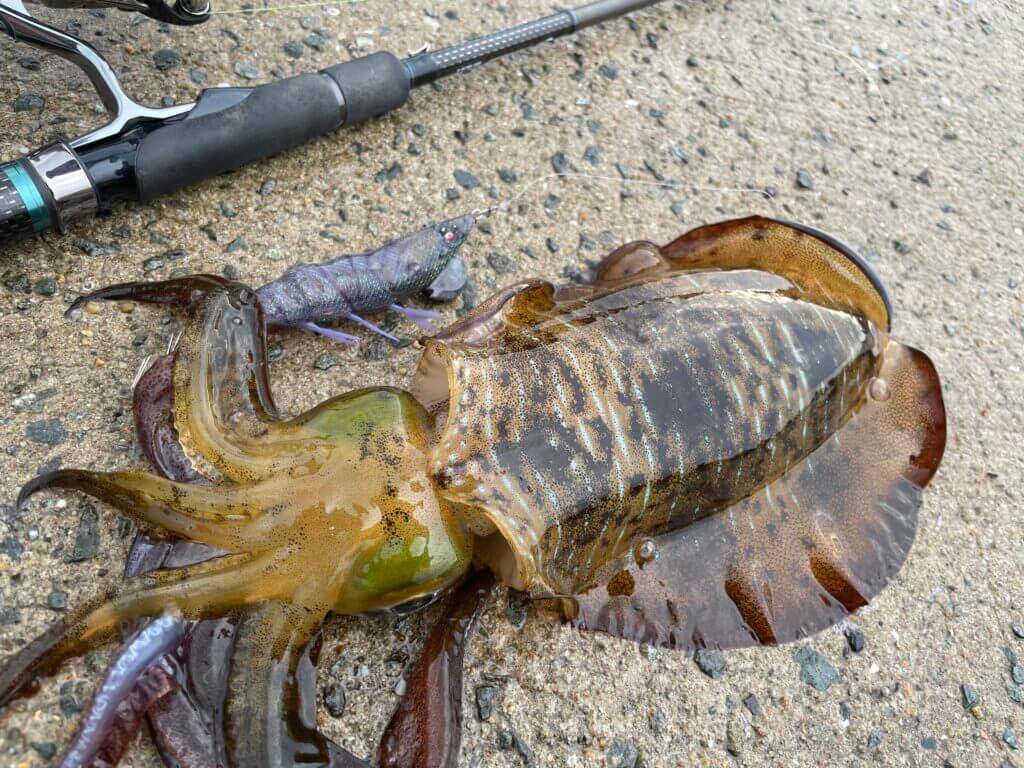 釣りの旅4日目の釣行 アオリイカエギングでラッシュモード まるなか大衆鮮魚