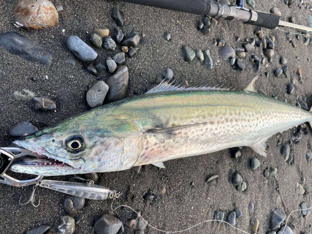 初冬の富士サーフ釣行 青物祭り開催 ワラサ サワラ連発 まるなか大衆鮮魚