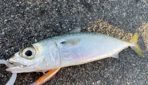 12月の初冬の静岡ライトゲーム釣行 薄い魚影に渋い釣り