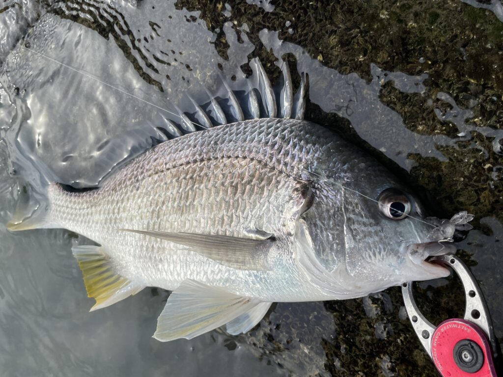 3月のチニング釣行 強風を利用したドリフトパターンで連発 | まるなか大衆鮮魚