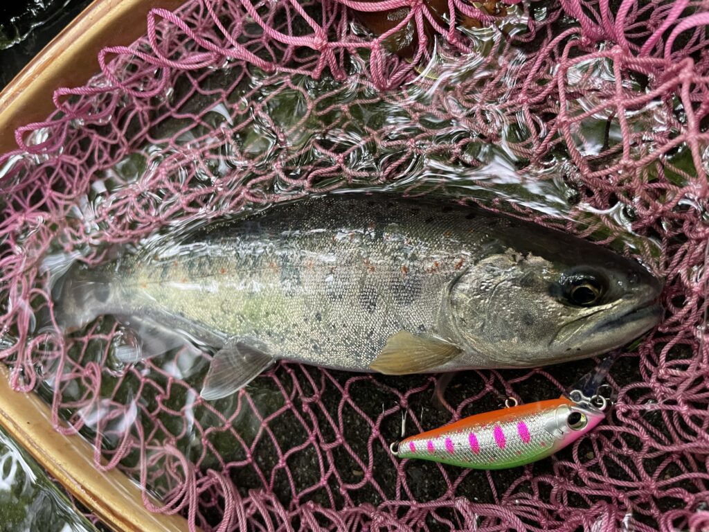 4月の渓流ルアー釣行 雨の増水パターン | まるなか大衆鮮魚