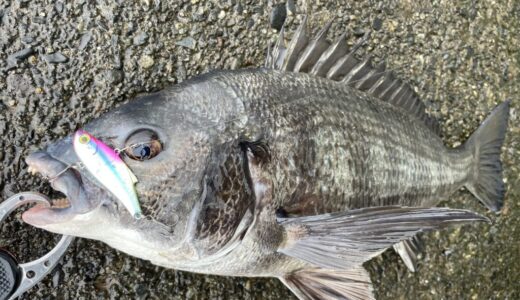 4月のチニング釣行 水温不安定で苦戦の展開