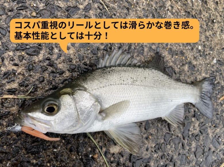 シマノ 22サハラを徹底インプレッション！ | まるなか大衆鮮魚