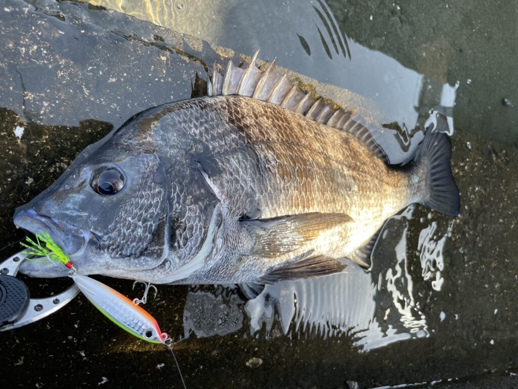 5月27日更新分 家の前でチニング！ | まるなか大衆鮮魚