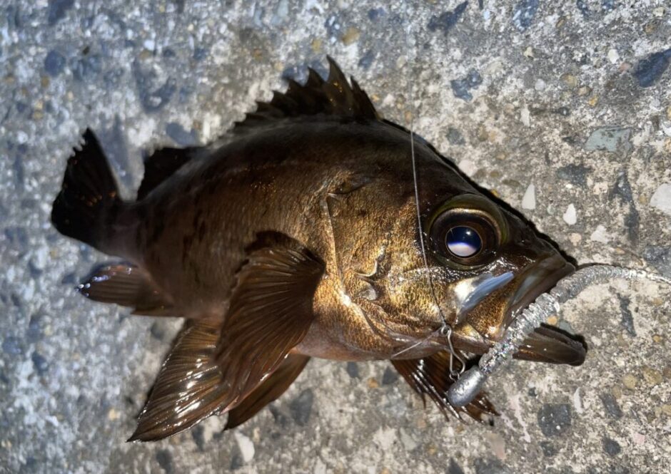 メバルが釣れるポイント・場所選びを徹底解説! | まるなか大衆鮮魚