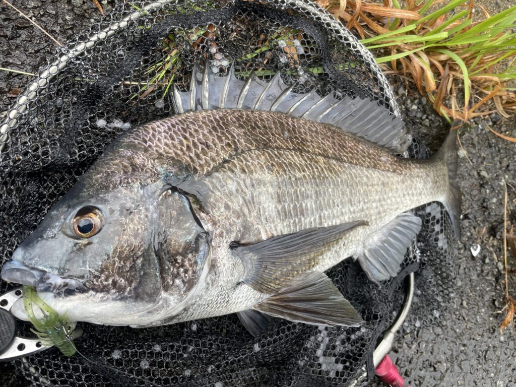 ダイワ シルバーウルフ アーバンシュリンプを徹底インプレ！ | まるなか大衆鮮魚