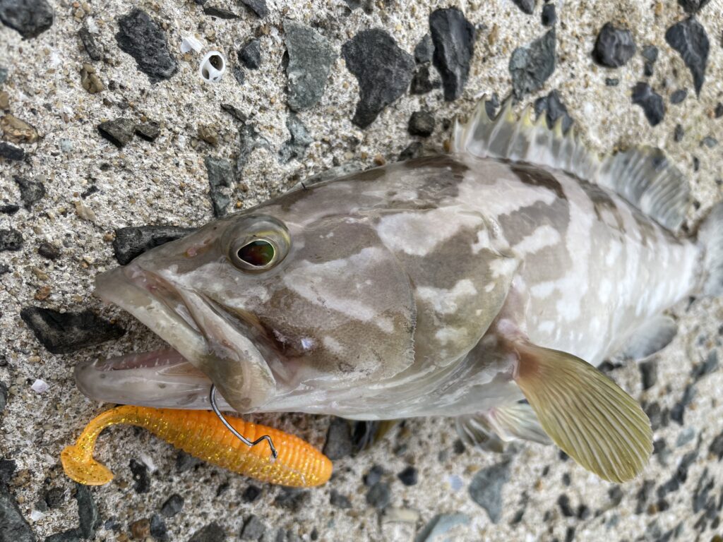 オリムピック 怒涛石鯛 十六八 磯釣り クロ ワカナ クエ