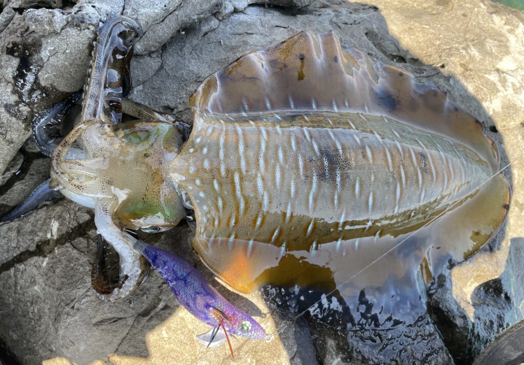 7月11日更新分 夏のアオリイカエギング開幕 まるなか大衆鮮魚