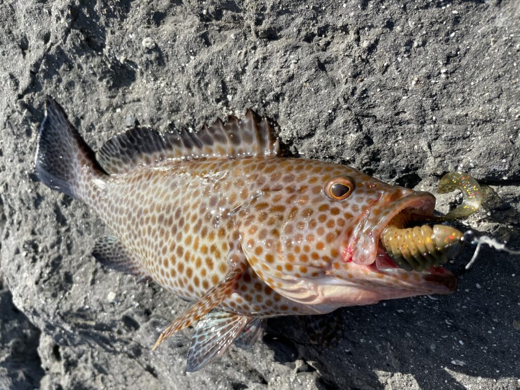 8月21日更新分 極上イサキ 青物 ロックフィッシュ連発 まるなか大衆鮮魚