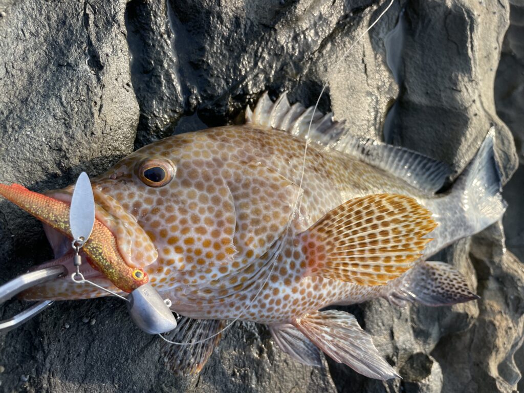 9月10日更新分 地磯ロックフィッシュゲームで良型青物がヒット まるなか大衆鮮魚