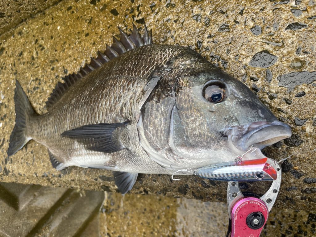 8AE8274E-5E75-4043-A25A-