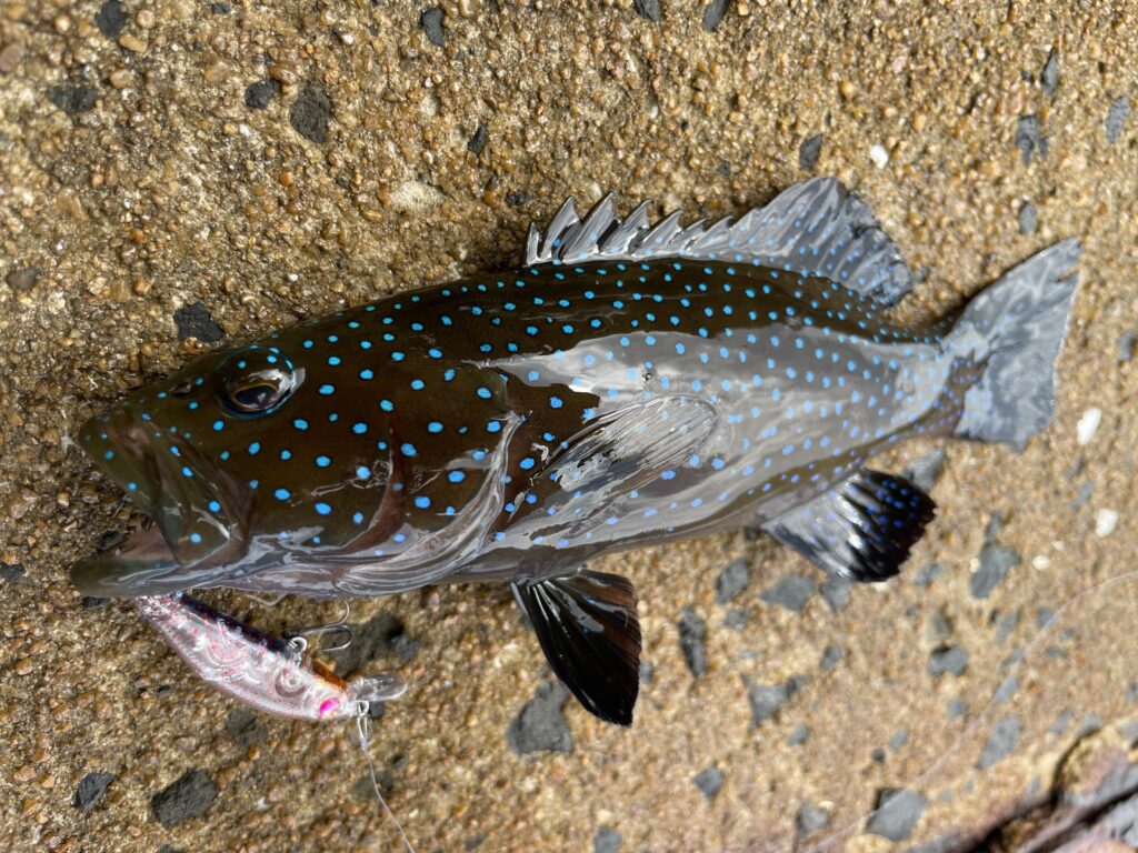 9月24日更新分 激レア魚種？秋のメッキ五目を堪能 | まるなか