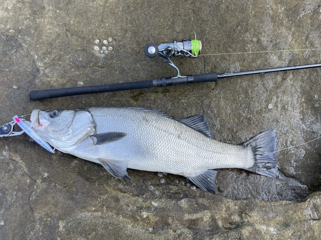 シーバス、ヒラメ、ヒラスズキ、青物 Amazon.co.jp: 【タイドワークス/2本セット】 ロングリップ