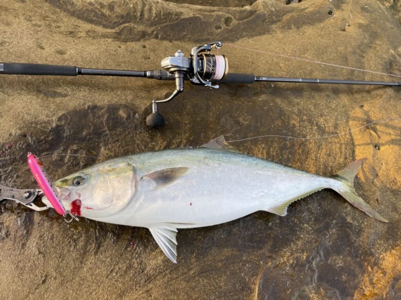 ダイビングペンシル　ブリ　釣果