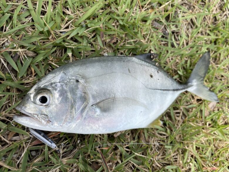 ショアーズ　ストリーマー　釣果