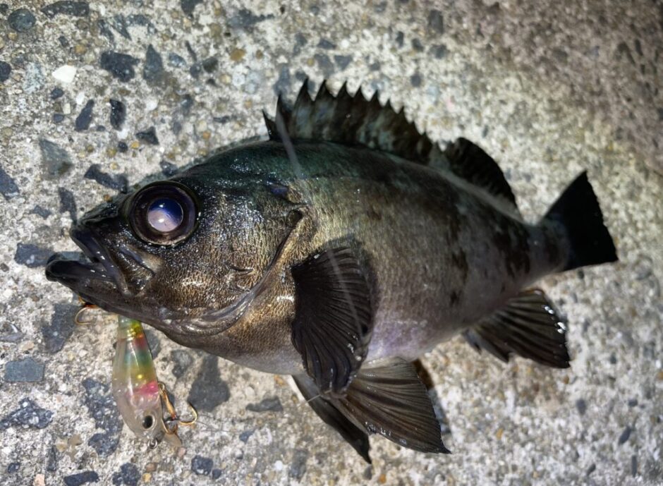 ロックフィッシュ(根魚)が釣れない・釣果を安定させるためのコツ | まるなか大衆鮮魚