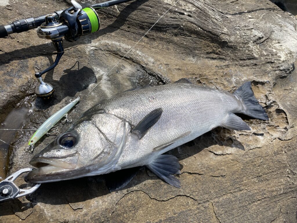ヒラスズキが釣れるサラシの読み方・見方のコツ | まるなか大衆鮮魚