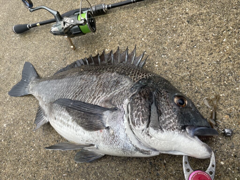 4月2日更新分 春のチニング釣行で乗っ込みチヌ連発！ | まるなか大衆鮮魚