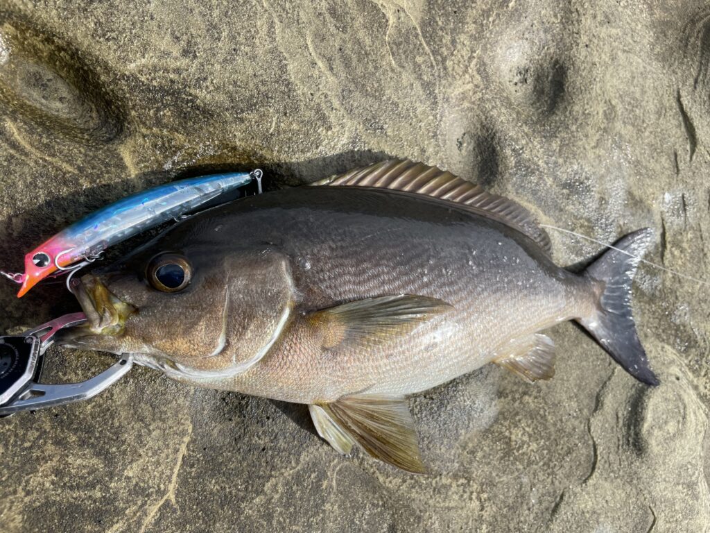 ショアから狙うイサキのルアー釣り基礎講座 | まるなか大衆鮮魚