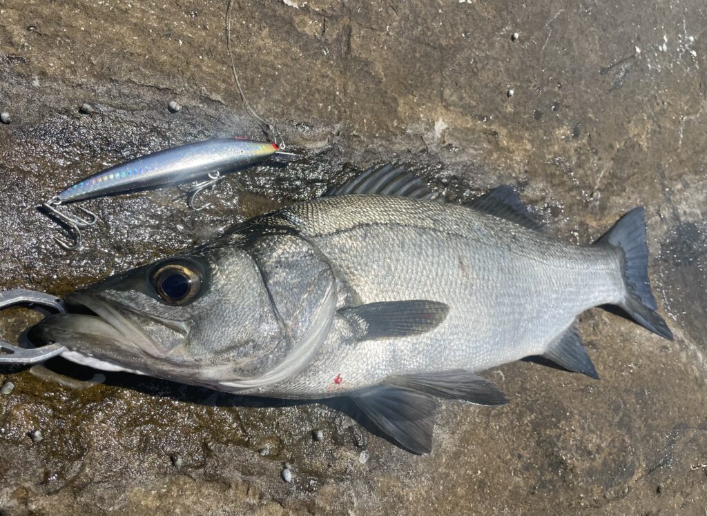 5月12日更新分 ベタ凪のヒラスズキをミノーのローテーションで攻略 | まるなか大衆鮮魚