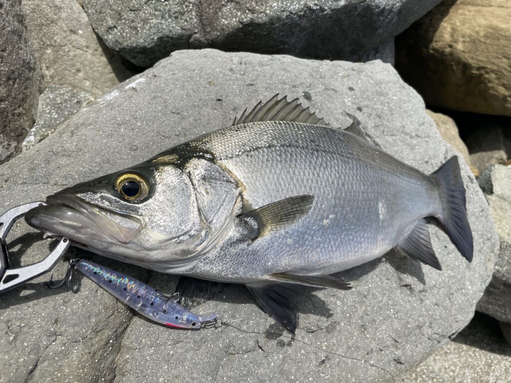 5月30日更新分 ゴロタ場のヒラスズキ開拓釣行 | まるなか大衆鮮魚