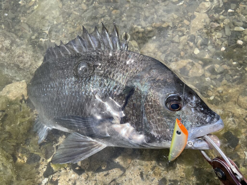 チニングトップ 6月16日更新分 初夏のトップチニング＆ボトムゲーム | まるなか大衆鮮魚