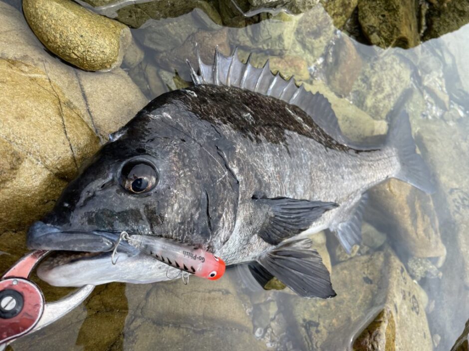 【チヌ対応ポッパー】ゴーフィッシュ チャグポップSW64を徹底インプレ！ まるなか大衆鮮魚