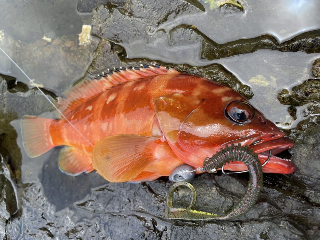 7月10日更新分 地磯でアカハタの数釣りを堪能！ | まるなか大衆鮮魚