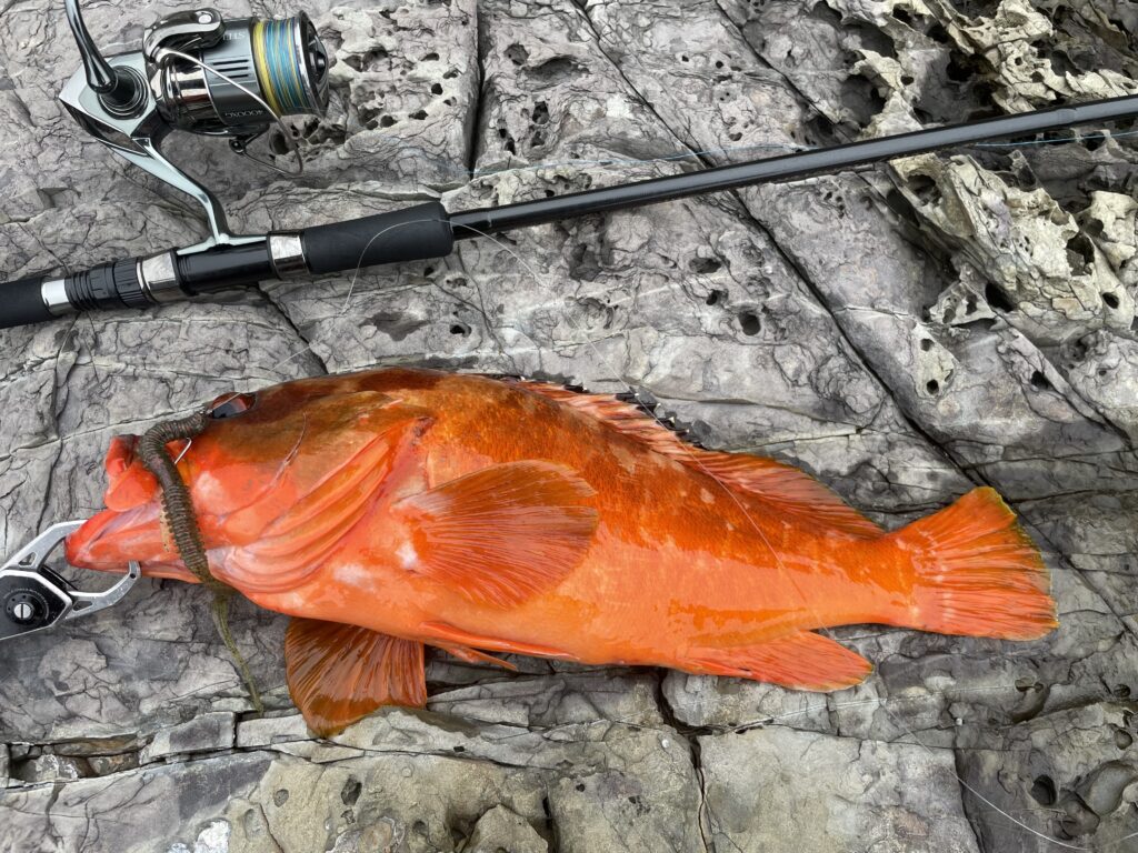 田村釣具　羽太　アカハタ 田村釣具 羽太 アカハタ