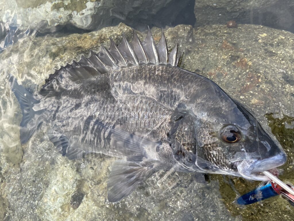 7月23日更新分 夏のチヌトップゲームを堪能！ | まるなか大衆鮮魚