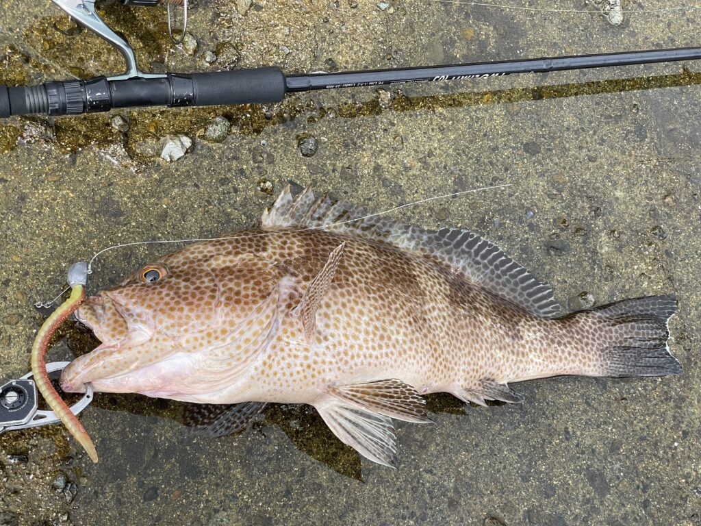 １月２２日とれたて オオモンはた釣りです。３本 ３、２キロ 日本記録級オオモンハタが釣れました！【ショアジギング】 - YouTube