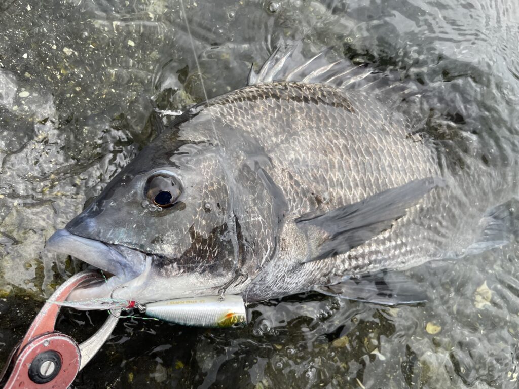 7月28日更新分 ラトル音で使い分けるトップウォーターチヌゲーム