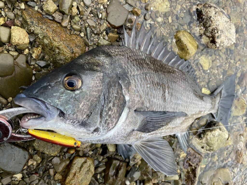 チヌトップゲームの水深の決め方・狙い方のコツ | まるなか大衆鮮魚