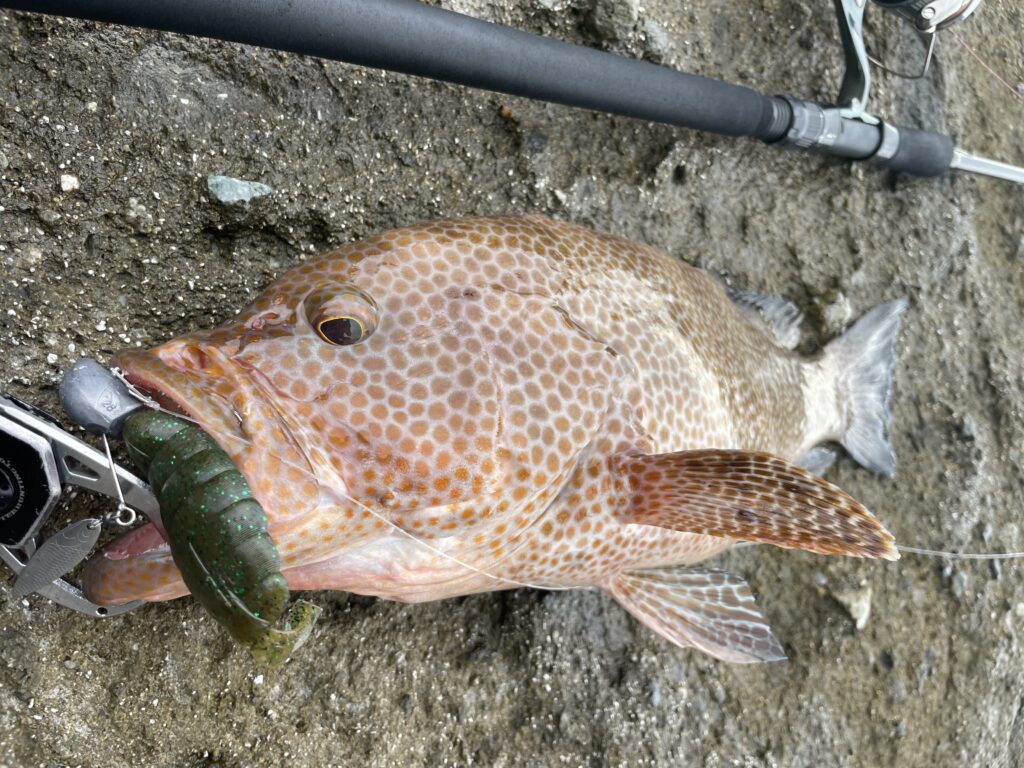 １月２２日とれたて オオモンはた釣りです。３本 ３、２キロ 7月26日更新分 地磯開拓でランカーオオモンハタ連発劇！ | まる