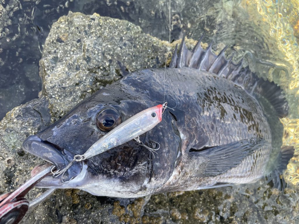 8月7日更新分 ヒラマサ狙いの青物プラッギングに苦戦 | まるなか大衆鮮魚