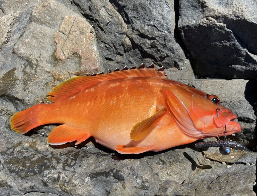 ロックフィッシュで使える 実釣比較】エコギアのロックフィッシュ用ワームの使い分け・特徴を徹底