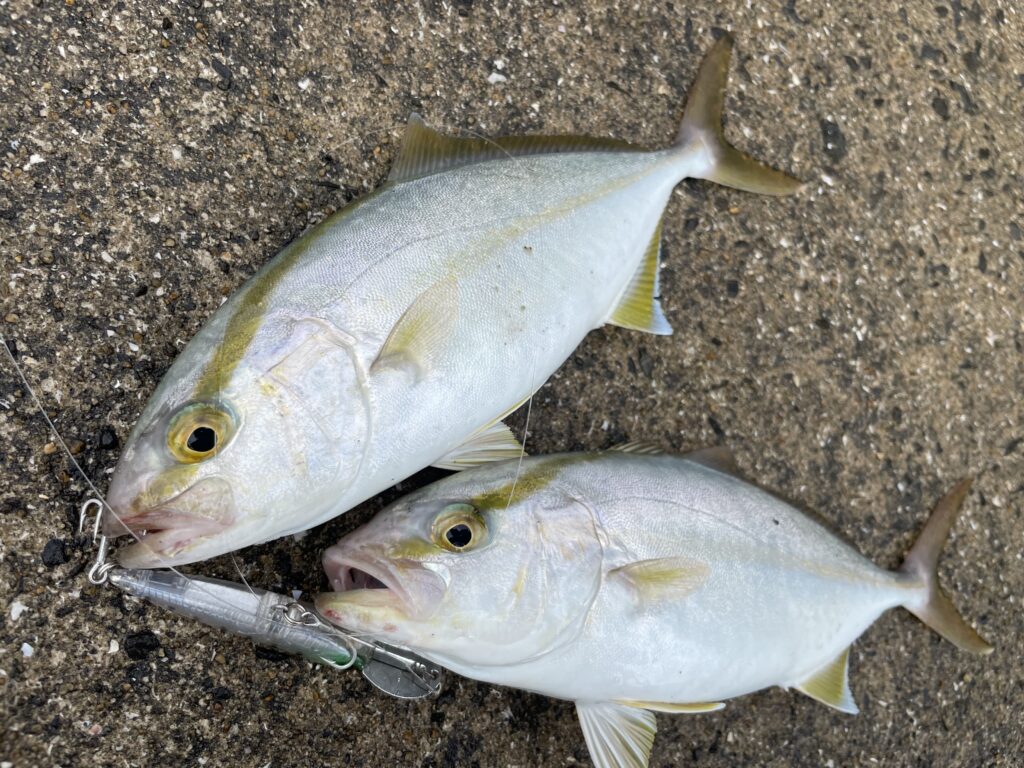 9月12日更新分 内湾のトップウォーターゲームで小型青物連発！ | まる