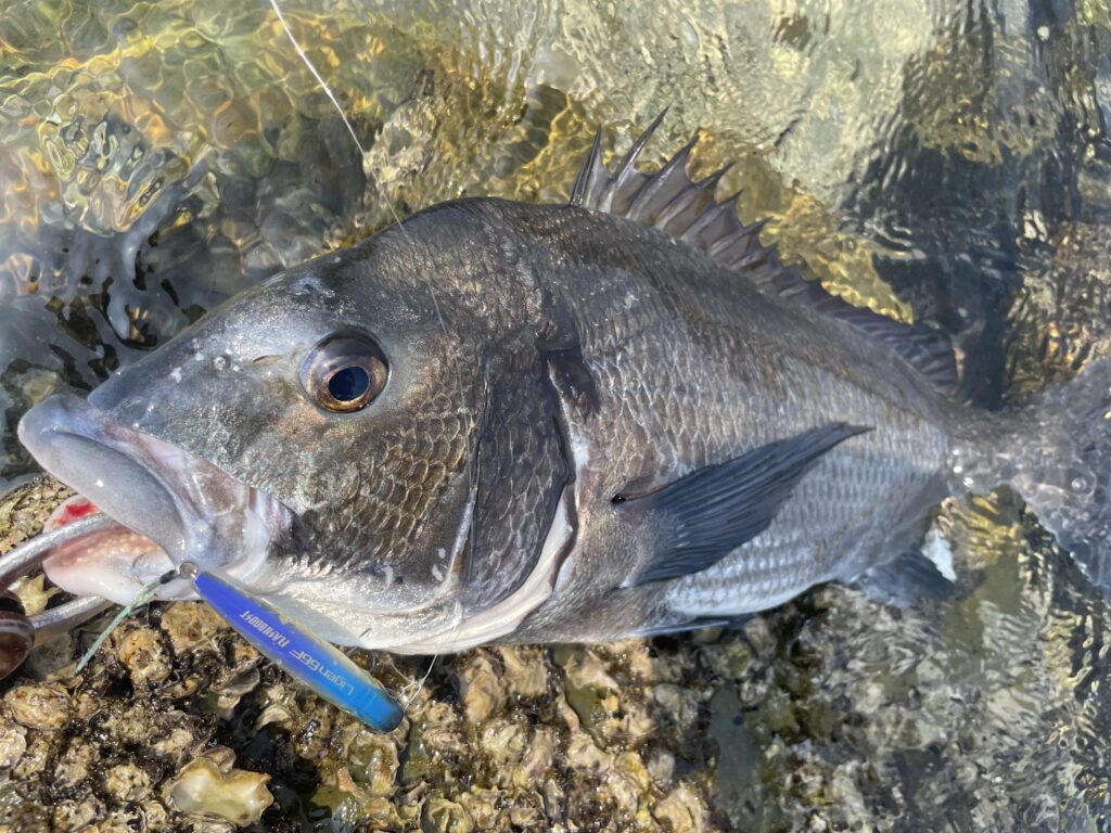 9月24日更新分 シマノライゲン66Fで大型チヌ連発！ | まるなか大衆鮮魚