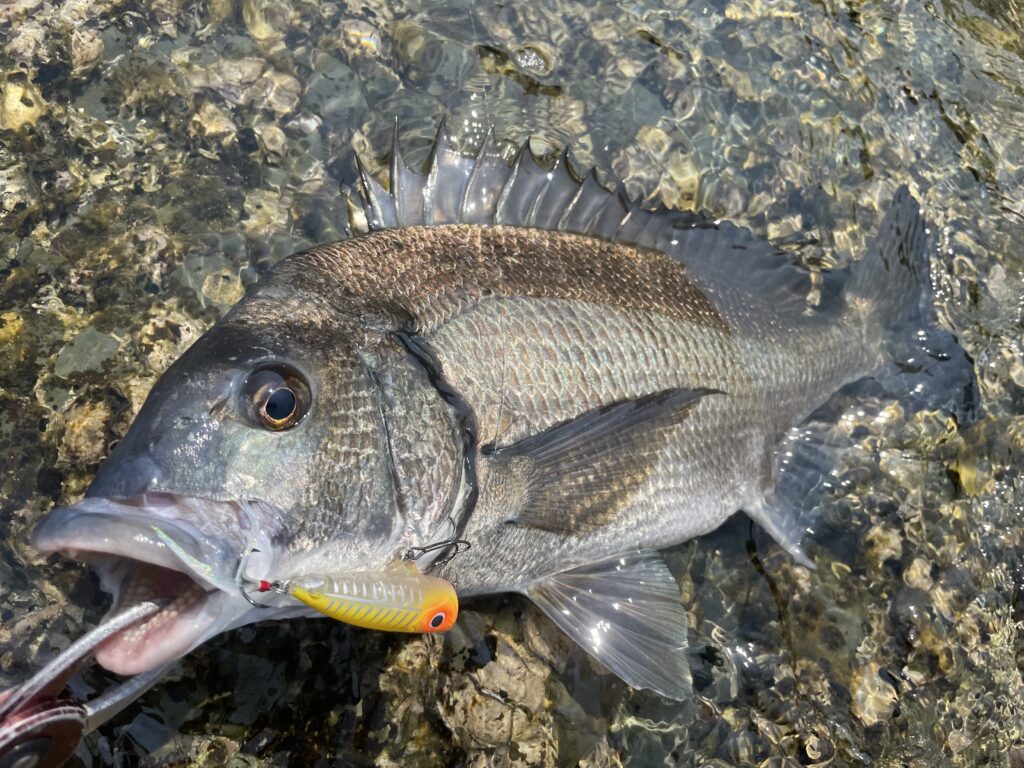 9月24日更新分 シマノライゲン66Fで大型チヌ連発！ | まるなか大衆鮮魚