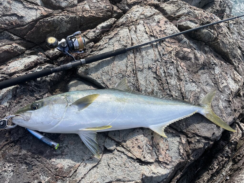 ロックショア青物に使うタックル選びの基本と使い分け | まるなか大衆鮮魚