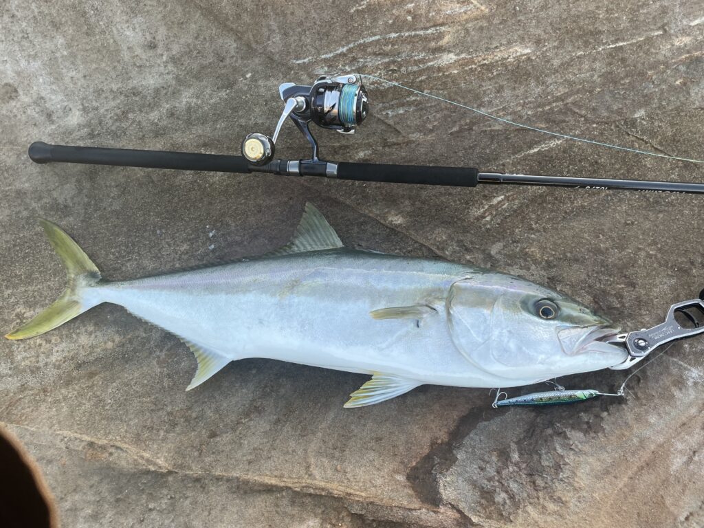 11月2日更新分 地磯のヒラマサ開拓で事故発生 | まるなか大衆鮮魚